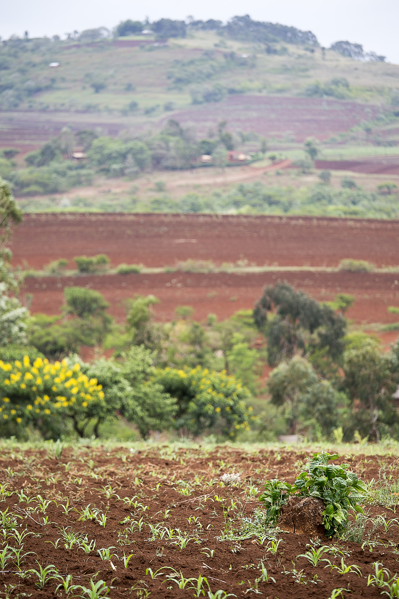 redandgreentanzania03