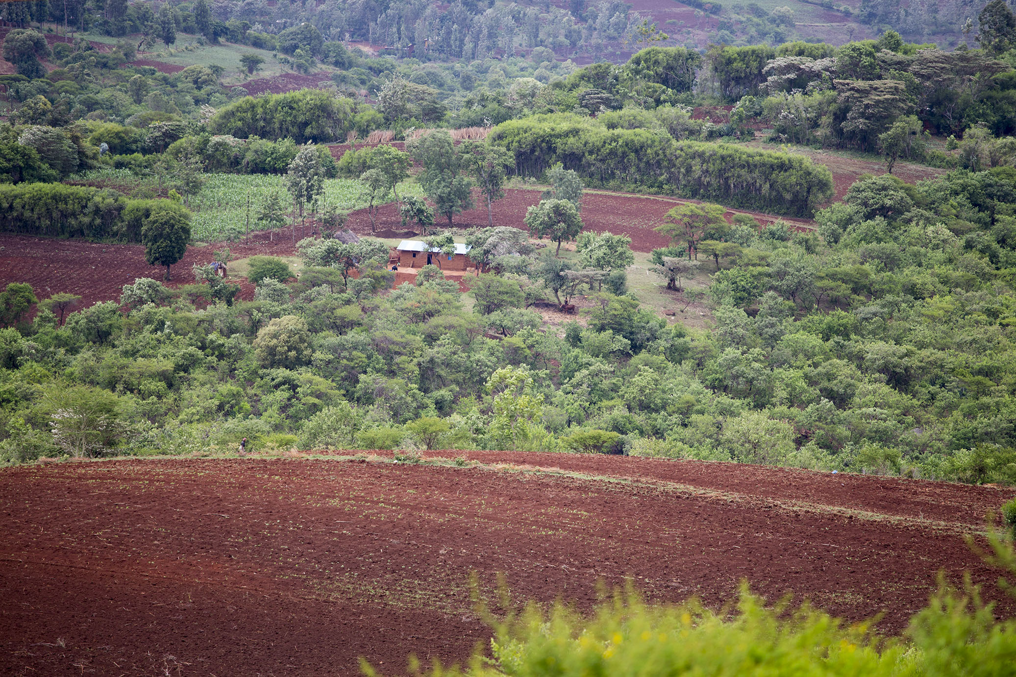 redandgreentanzania06