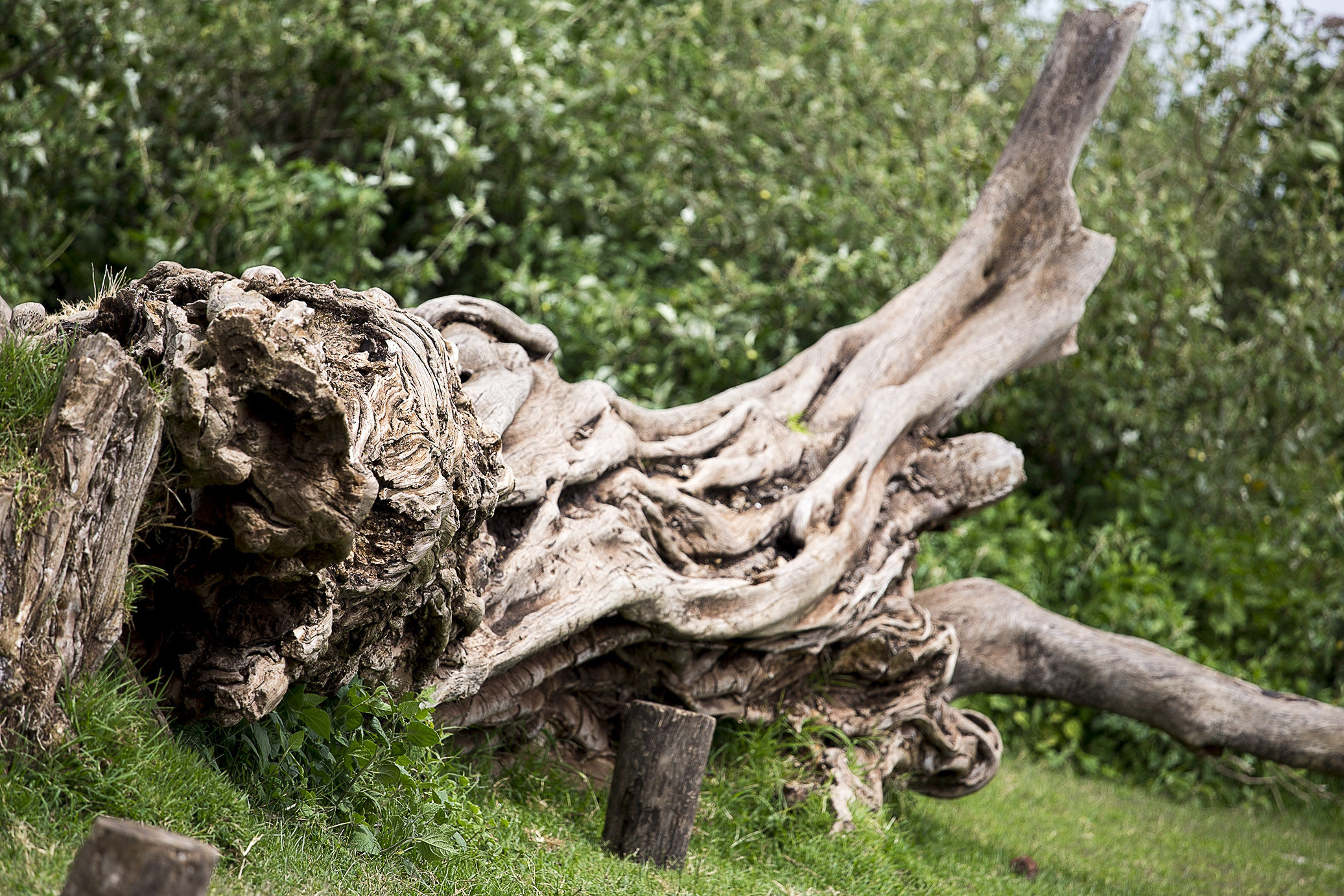 redandgreentanzania17