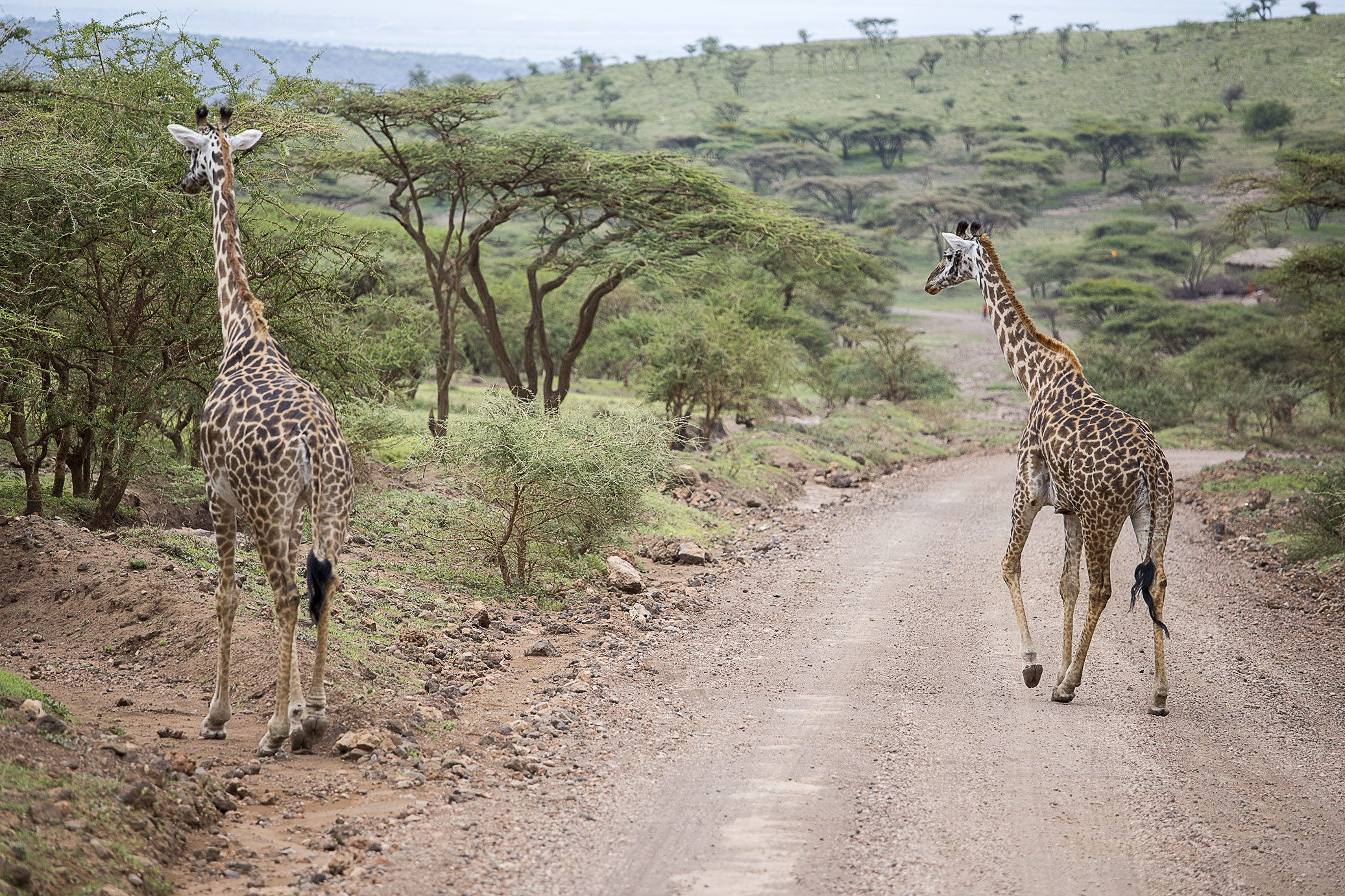 redandgreentanzania23