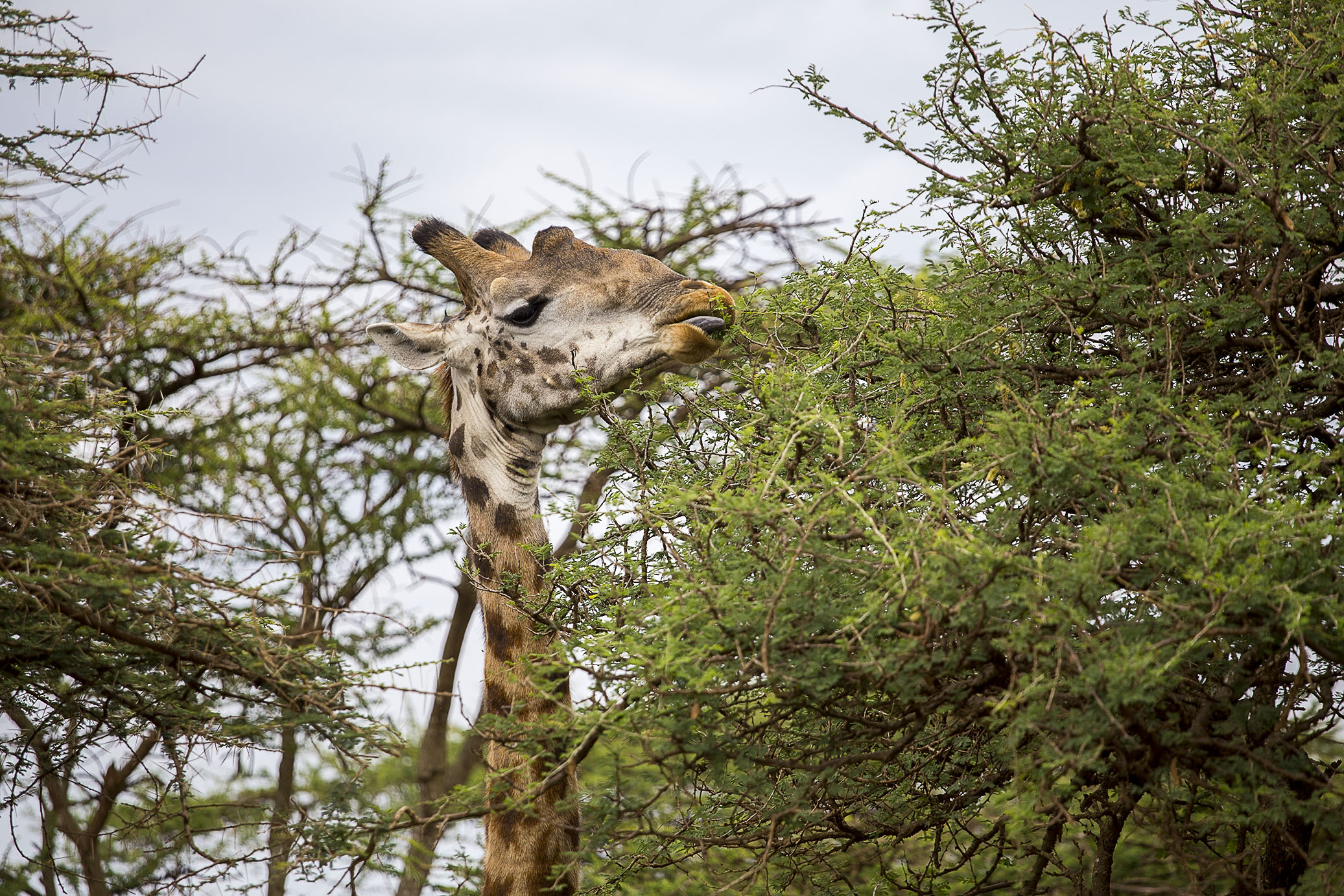 redandgreentanzania24